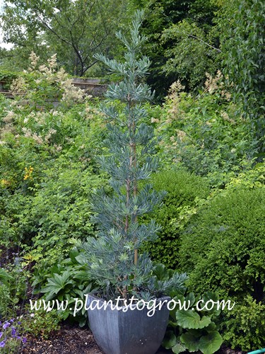 Icee Blue Yellowwood (Podocarpus)